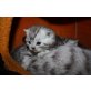 Z-Wurf, Britisch Kurzhaarkatze - Kater