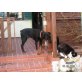 ZAFIR, Dobermann - Rüde