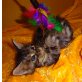 ZAFIRA, Maine Coon - Katze