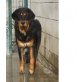 ZAFRA, Berner Sennenhund Mix - Hündin