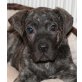 ZALANDO, Pflegestelle Burgenland, Cane Corso-Mix Welpen - Rüde