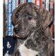 ZANUSSI, Pflegestelle Burgenland, Cane Corso Mix Welpen - Rüde