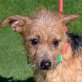 ZAPE - Linares, Yorkshire-Terrier-Mischling, kastriert - Rüde