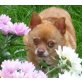 ZARA, Chihuahua kurzhaariger Schlag - Hündin