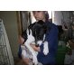 ZARENO, Glatthaar Foxterrier Mix - Rüde
