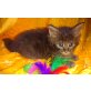 ZETA-JONES, Maine Coon - Katze