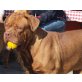 ZEUS, Bordeauxdogge - Rüde