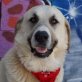 ZEUS, Herdenschutzhund Mix, kastriert - Rüde