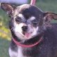 ZEUS - Linares, Chiahuahua, kastriert - Rüde
