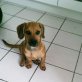 ZEUS, MIX Welpen - Rüde