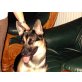 ZEUS, Schäfer-Husky-Mix10 Monate - Rüde