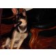 ZEUS, Schäfer-Husky-Mix10 Monate - Rüde