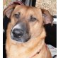ZILLO - Pflegestelle Linz/OÖ TRAUMHUND, verschmuster, pfiffiger PINSCHER-Mix - Rüde