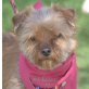 ZIRA - Linares, Yorkshire-Terrier - kastriert - Hündin
