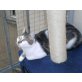 ZIRA, Tierschutz - Katze
