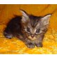 ZITA, Maine Coon - Katze