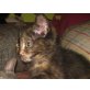 ZITA, Tierschutz - Katze