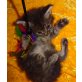 ZOE, Maine Coon - Katze