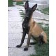 ZOE, Mali - Hündin