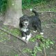 ZOE, junges, hübsches Mädchen - Hündin
