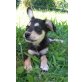ZOEY, Pflegestelle Niederösterreich Welpen - Hündin