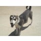 ZOJA 2, Pflegestelle Burgenland, clevere HUSKY-Mix - Hündin