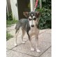 ZOJA 2, Pflegestelle Burgenland, wunderschöne, gelehrige HUSKY-Mix - Hündin