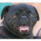ZOLA, Pflegestelle Wien, liebenswerte Schmuserin - Mops  - Hündin