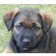 ZORA 2, Pflegestelle Wien Welpen - Hündin