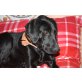 ZORRO 4 Tim(o), Pflegestelle Niederösterrei, wunderschöner Deutsch Kurzhaar-Labrador-Mix - Rüde