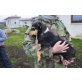 ZORRO 6, Pflegestelle Niederösterreich, fröhlicher, kleiner, verspielter PINSCHER-Mix - Rüde