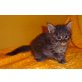 ZSA-ZSA, Maine Coon - Katze