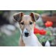 ZSERBO, kluger & sehr intelligenter Foxterrier Welpen - Rüde