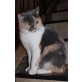  ZUCHTAUFLÖSUNG Bkh Katzen viele tolle Katzen - Katze
