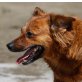 ZUCO - KLEINER SONNENSCHEIN SUCHT DRINGEND..., Terrier Mischling - Rüde