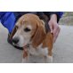 ZUSKA, Beagle klein kastriert, PS NÖ - Hündin