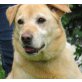 ZUTA SUCHT EINEN RENTENPLATZ, Labrador Mix - Hündin