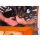 Zac, Dobermann - Rüde