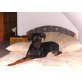 Zac, Dobermann - Rüde