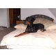Zac, Dobermann - Rüde
