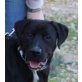 Zacharias, Labrador Mix - Rüde