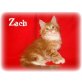 Zacharias, Maine Coon - Kater