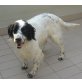 Zagor - auch für Hundeanfänger!, English Setter - Rüde