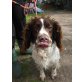 Zak, Springer Spaniel - Rüde