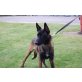 Zakoura, Malinois - Hündin