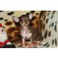 Zaluma, Chihuahua kurzhaariger Schlag - Hündin