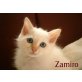 Zamiro, Heilige Birma - Kater