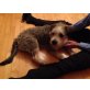 Zampi, Terrier-Wasserhund-Mix Zampi sucht Familie - Rüde