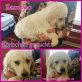 Zampoo , süsse Zuckerschnute, Retriever-Pulimix Welpen - Hündin