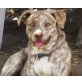 Zanga ist eine hübsche Hundedame, Mischling - Hündin